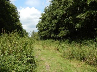 Goed leefgebied voor landkaartjes: een open, zonnig bospad met veel brandnetel