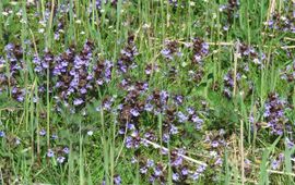 Glechoma hederacea. Hondsdraf