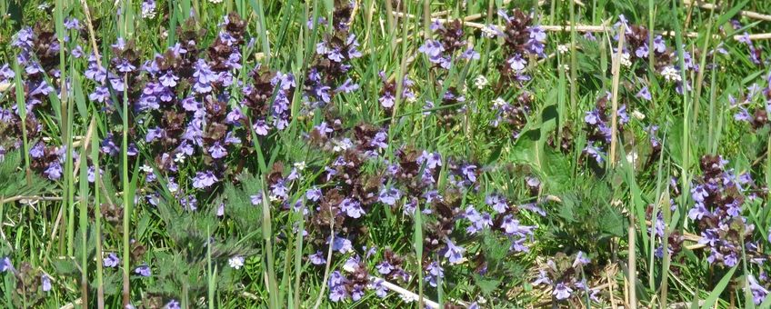 Glechoma hederacea. Hondsdraf