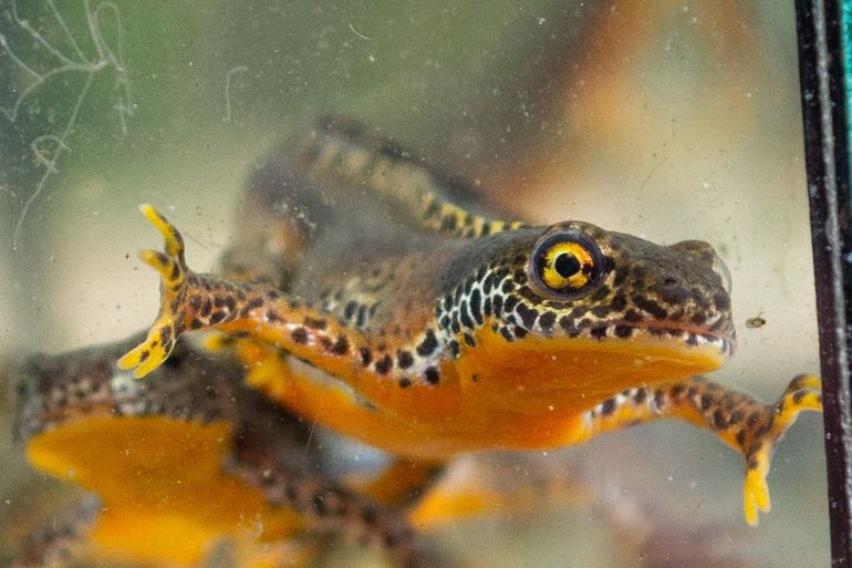 Alpenwatersalamanders