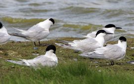 Ger Scheurkogel Grote sterns in Beleef de Lente