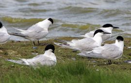 Grote sterns in Beleef de Lente