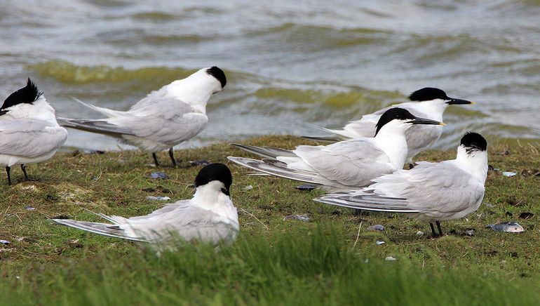 Grote sterns op eiland Bliek voor de camera van Beleefdelente.nl