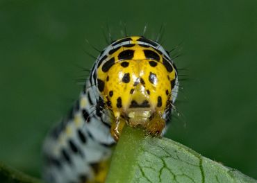 De kop van de rups van de helmkruidvlinder