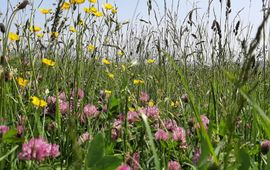 Bloemrijk grasland Enge Wormer - primair