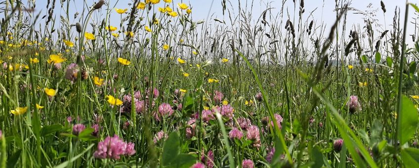 Bloemrijk grasland Enge Wormer - primair