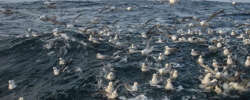 Noordse stormvogels (2) - exclusief eenmalig WUR