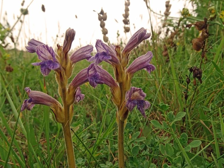Blauwe bremraap parasiteert op onder andere Duizendblad, Duinaveruit en andere Alsemsoorten