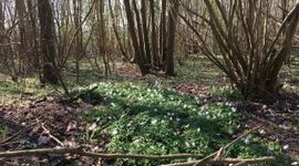 Voorjaarsflora Zalkerbos Bosanemoon