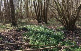 Voorjaarsflora Zalkerbos Bosanemoon