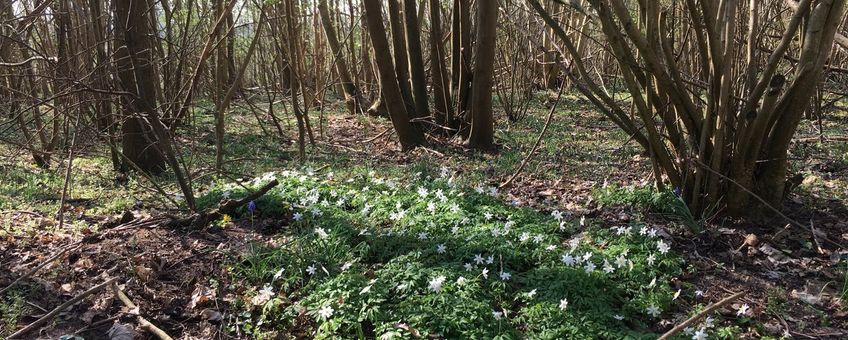 Voorjaarsflora Zalkerbos Bosanemoon