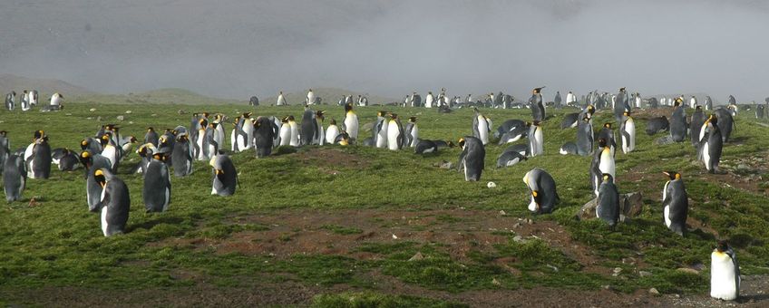 South Georgia, koningspinguïns