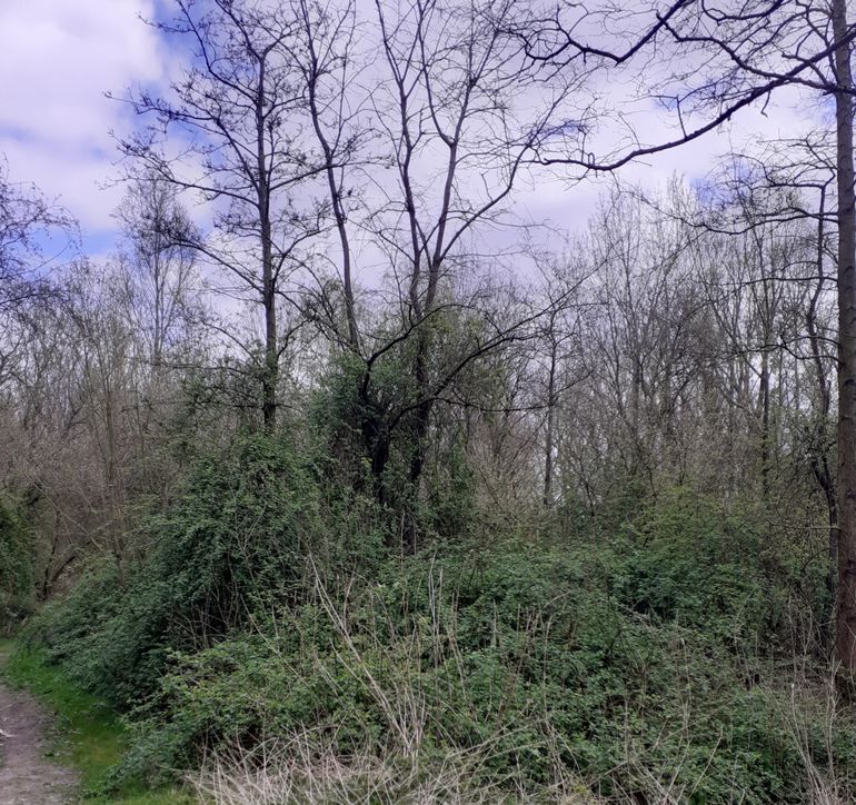 In bomen klimmende struiken van Veelbloemige roos in het Volksbos bij Vlaardingen (vroege voorjaar)