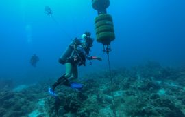 Hydrophones (underwater microphones) on the Saba Bank record sounds of a variety of marine species, from whales and dolphins to schools of fish