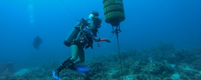 Hydrophones (underwater microphones) on the Saba Bank record sounds of a variety of marine species, from whales and dolphins to schools of fish