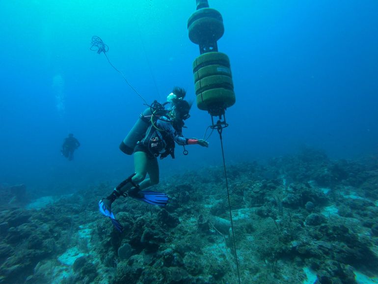Hydrofoons (onderwatermicrofoons) op de Sababank nemen geluiden op van een verscheidenheid aan mariene soorten, zoals walvissen, dolfijnen en scholen vissen