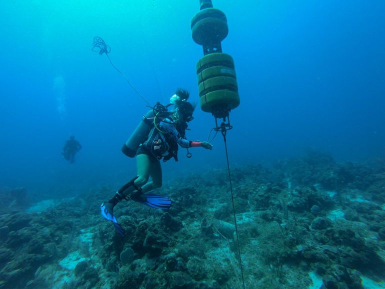 Hydrophones (underwater microphones) on Saba Bank record sounds of a variety of marine species, from whales and dolphins to schools of fish