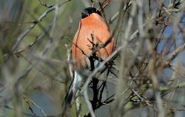 Ruud van Beusekom, Vogelbescherming Nederland Goudvink