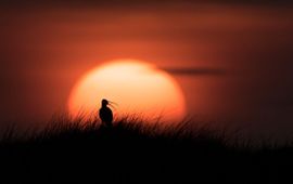 Wulp bij zonsondergang in Ameland - lead