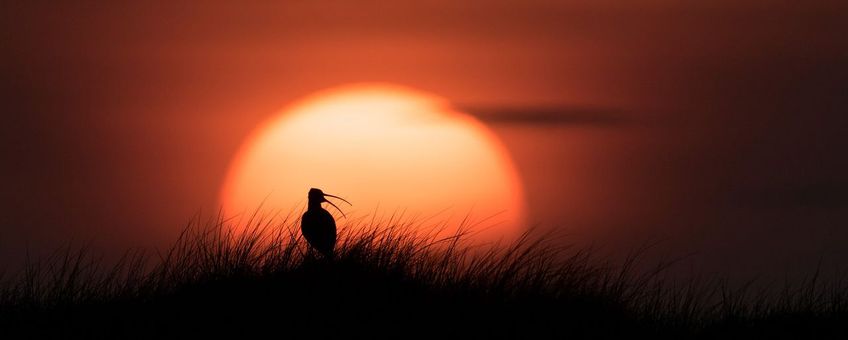 Wulp bij zonsondergang in Ameland - lead