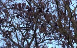 Arnold van Vliet Els (Alnus subcordata) uit de Kaukasus - Iran. Bloeide op 10 januari 2011.