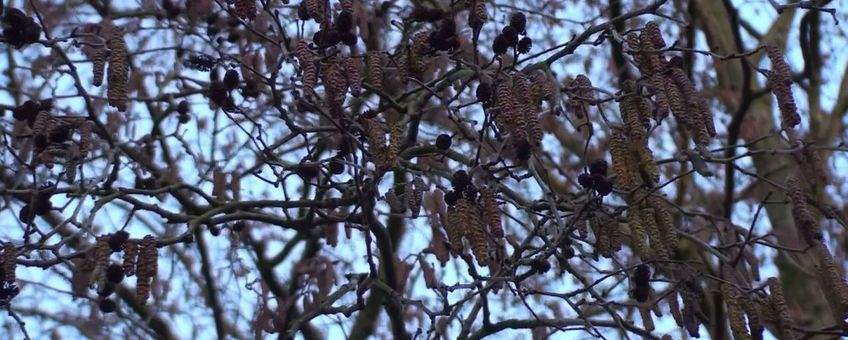 Els (Alnus subcordata) uit de Kaukasus - Iran. Bloeide op 10 januari 2011.