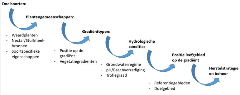 Stroomschema met de doorlopen stappen om voor de doelsoorten via de voedselplanten de positie van het leefgebied op de gradiënten te bepalen en daarmee waar in de doelgebieden potenties liggen voor herstel van een duurzame populatie