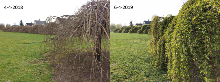 Verschil in ontwikkeling van een sierkers tussen 4 april 2018 en 6 april 2019 in Ede. In 2018 moest de sierkers nog in bloei komen terwijl hij op 6 april 2019 al uitgebloeid is en in blad staat