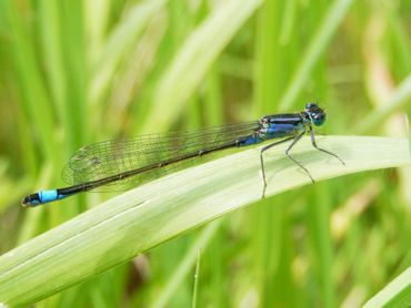 Het zeer algemene lantaarntje vliegt pas weg als je op ongeveer 60 centimeter afstand bent