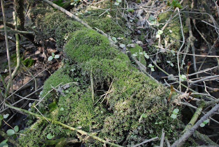 Schedevloedmos komt in Europa alleen plaatselijk voor in Norfolk, Engeland en in de Sliedrechtse Biesbosch. In het Sterling- en Ottergriend worden Getijdeslak, Spindotterbloem en Schedevloedmos tezamen aangetroffen, wat uniek is in Europa