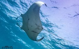 Pieter de Groot Giant manta ray
