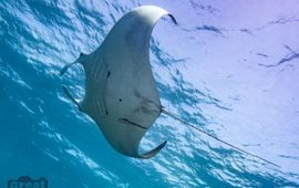 Giant manta ray