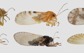 Theodoor Heijerman Nieuwe bladvlooien. Boven: Craspedolepta latior, Cacopsylla crataegi en Aphalara ulicis. Onder: Cacopsylla pulchra, Bactericera reuteri en Spanioneura fonscolombi. Alle nieuw voor Nederland