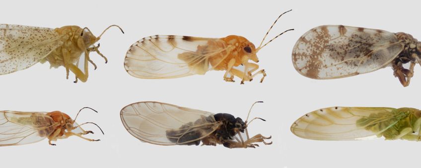 Nieuwe bladvlooien. Boven: Craspedolepta latior, Cacopsylla crataegi en Aphalara ulicis. Onder: Cacopsylla pulchra, Bactericera reuteri en Spanioneura fonscolombi. Alle nieuw voor Nederland