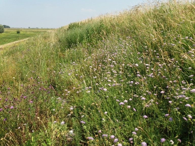 Leefgebied van de knautiabij met beemdkroon; dijk bij Erlecom