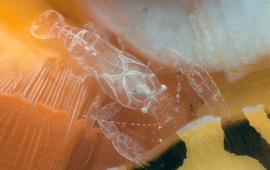 Palaemonidae shrimp (Pontonia manningi) photographed on Curaçao.