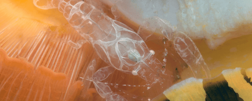 Palaemonidae shrimp (Pontonia manningi) photographed on Curaçao.