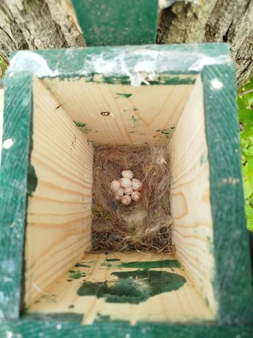 ... en het nest zoals het bij de ronde van deze week erbij lag met inmiddels 9 eieren. Er liggen nu dus meer eieren in het nest, maar ze worden nog niet bebroed