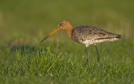 Limosa limosa. Grutto