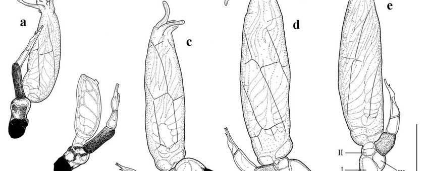 Distolomyces forficulae - Laboulbeniales