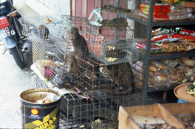 Dieren in kooien op markt