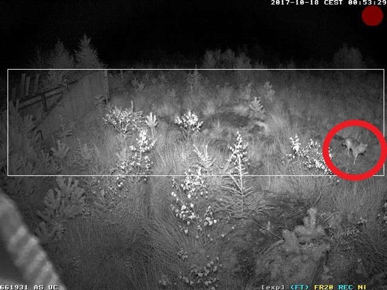 Goudjakhals op een ecoduct aan de Veluwe op 18 oktober 2017