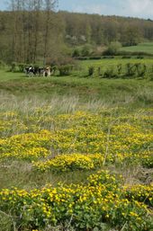 Hellinggradiënt in Zuid-Limburg