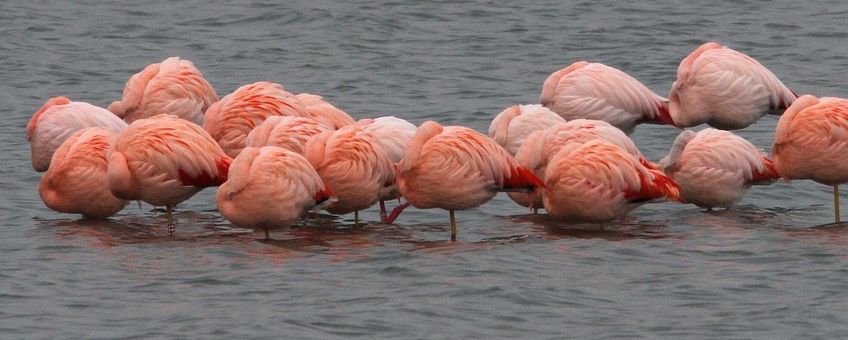 Phoenicopterus chilensis, Chileense flamingo
