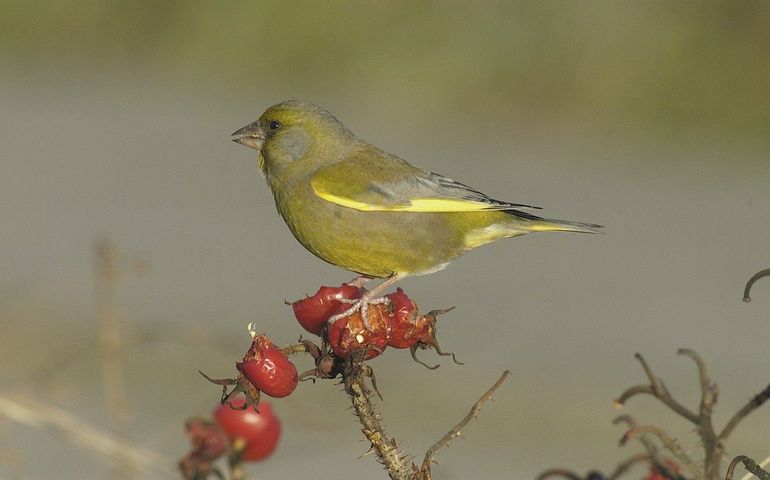 Een mannetje groenling eet van rozenbottels