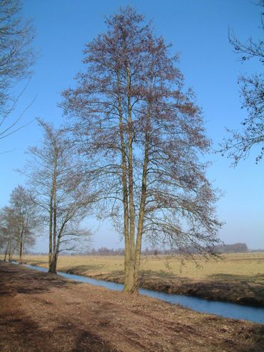 Dankzij de elzenproppen kan je een Zwarte els al van verre in het landschap herkennen