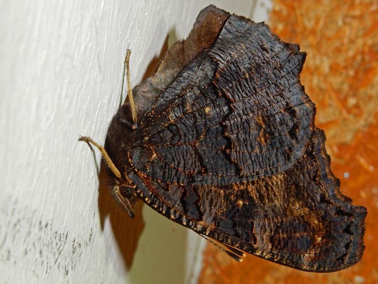 Een dagpauwoog in winterrust tegen een muur op zolder