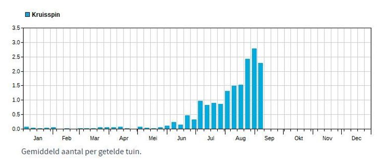 Gemiddeld aantal kruisspinnen per tuin per week