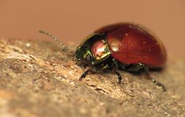 Moertje, Chrysolina polita, Udenhout - De Brand - Nieuwe Tiend Zuid (NB)