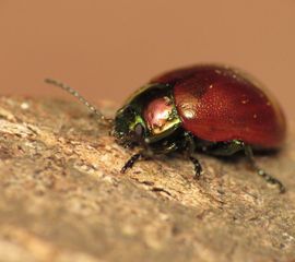 Moertje, Chrysolina polita, Udenhout - De Brand - Nieuwe Tiend Zuid (NB)